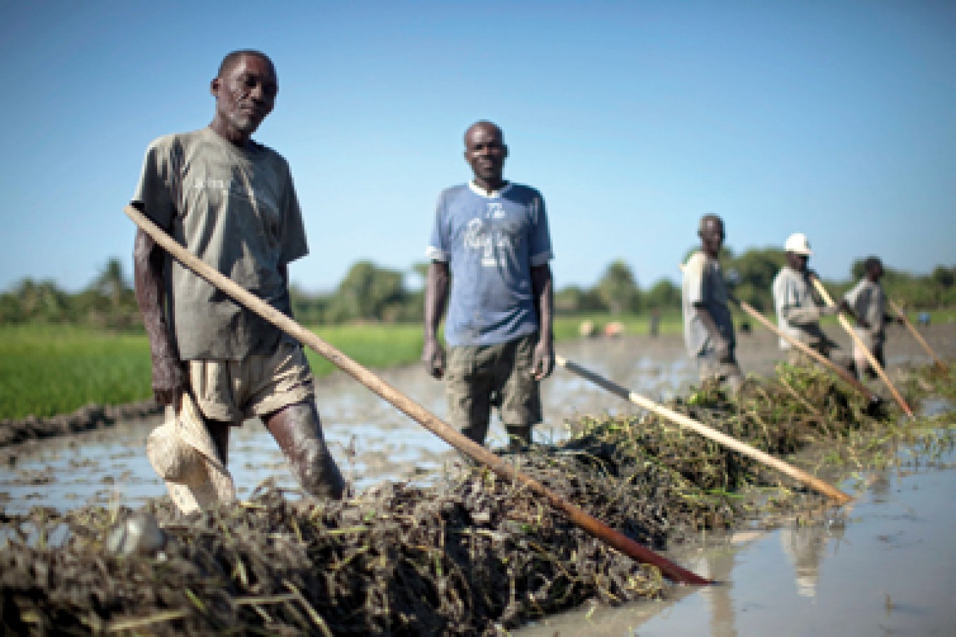 La lente agonie de l'agriculture haïtienne